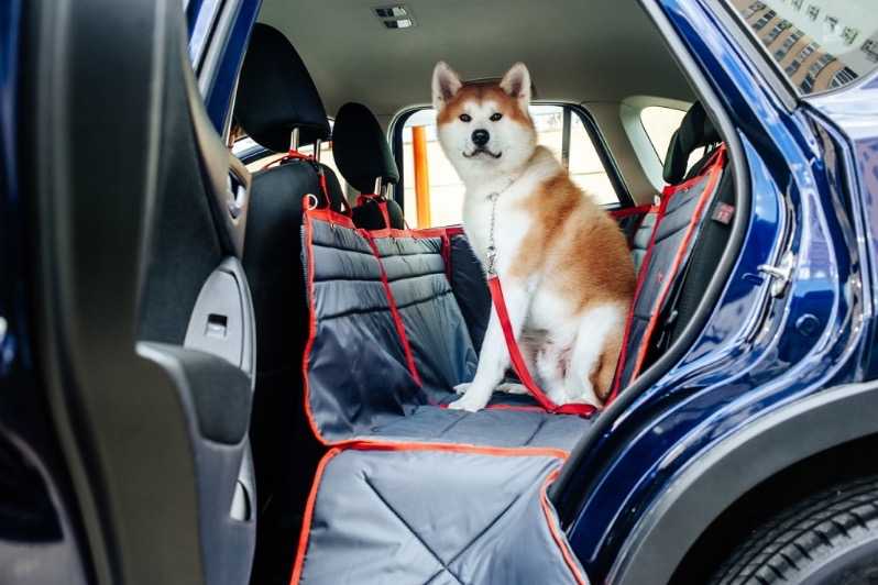 Правила перевозки животных автомобильным транспортом